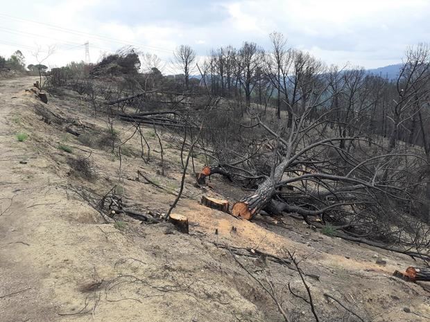 Finaliza en diciembre la primera fase de trabajos forestales en Castellví tras el incendio del pasado julio