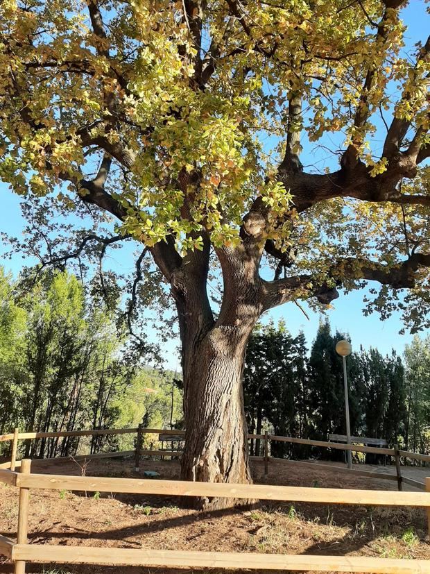 Esquerra Republicana de Gavà propone tener más cuidados con los árboles monumentales de la zona de Bruguers