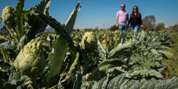 Los payeses de El Prat denuncian hurtos en sus campos durante los fines de semana