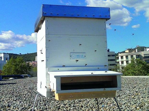 Una de las tres colmenas instaladas en Viladecans para medir la contaminación. 