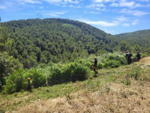 Vallirana inicia el mantenimiento de las franjas de protección contra incendios en sus barrios