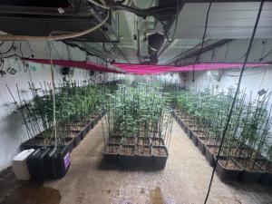 Sant Andreu de la Barca: cuatro detenidos y 887 plantas de marihuana intervenidas en una nave de la Clota