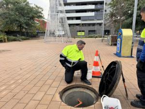 Sant Joan Despí intensifica la desratización en su alcantarillado