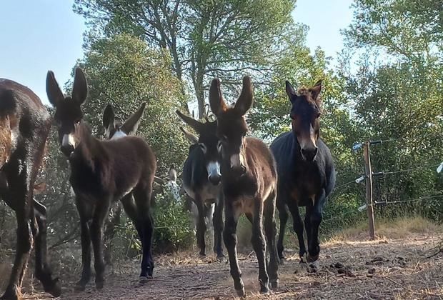 Can Domènech introduce el pastoreo con asnos en Collserola para evitar incendios