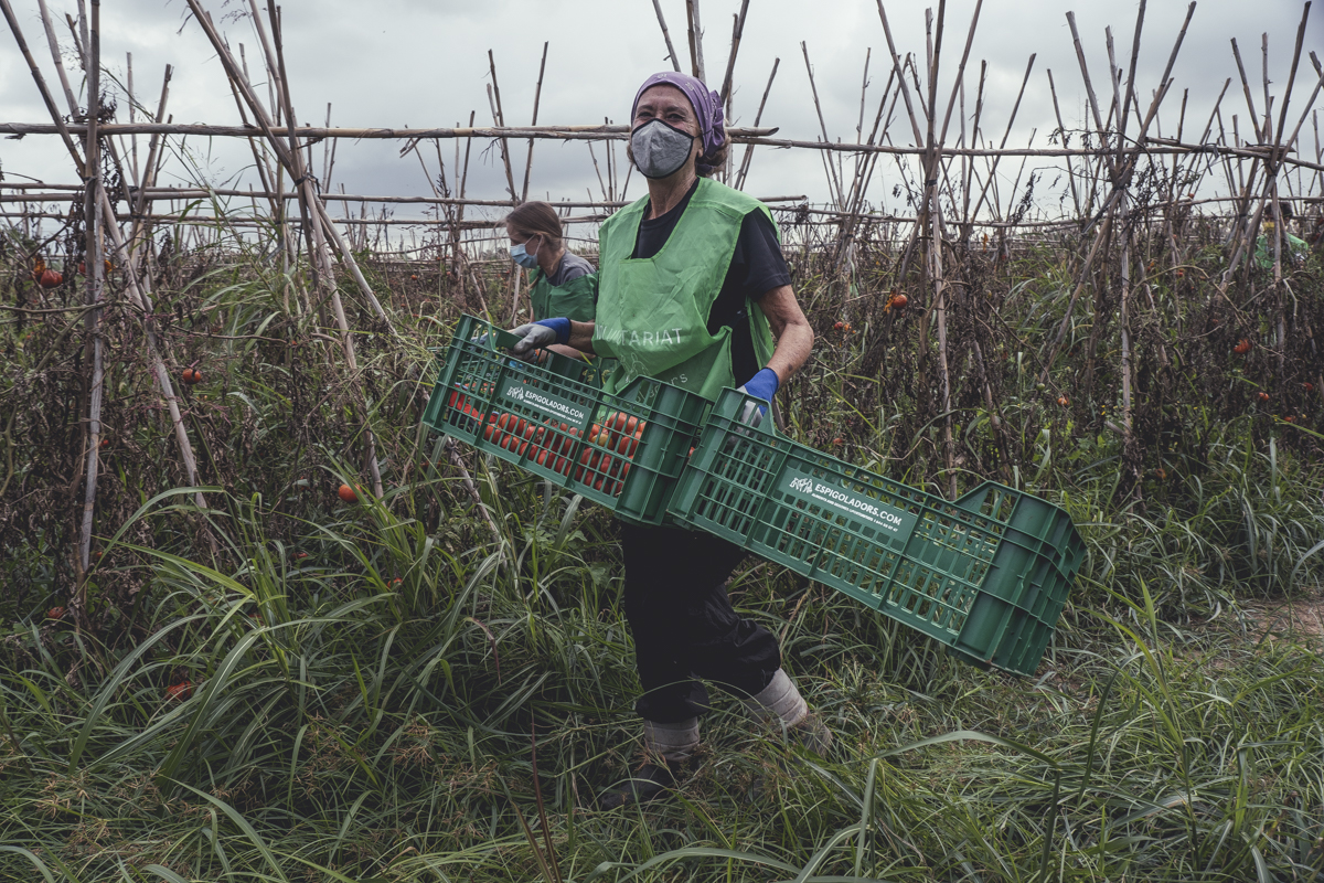 La Fundació Espigoladors recupera 7.236 kg de fruta y verdura en la 1ra maratón de espigadas para el aprovechamiento alimentario