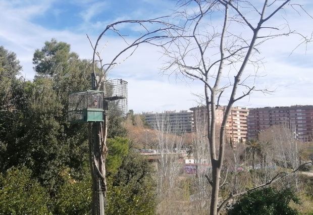 Sorprendido un vecino de L’Hospitalet instalando trampas ilegales para cazar pájaros