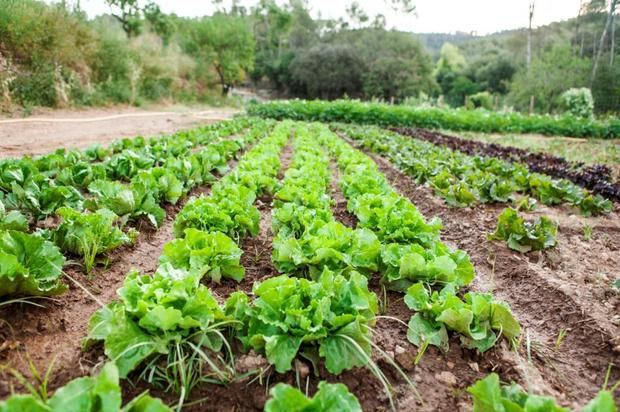 Collserola subvencionará a los agricultores que mejoren el modelo productivo