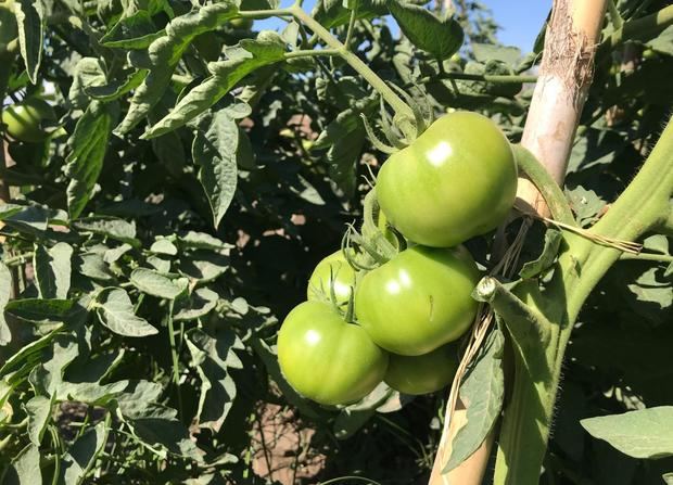 Arranca la cosecha estival en la huerta del Parc Agrari del Baix Llobregat