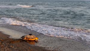 ¡Increíble! Una tortuga gigante regresa al mar en El Prat y tú puedes seguir su viaje en tiempo real