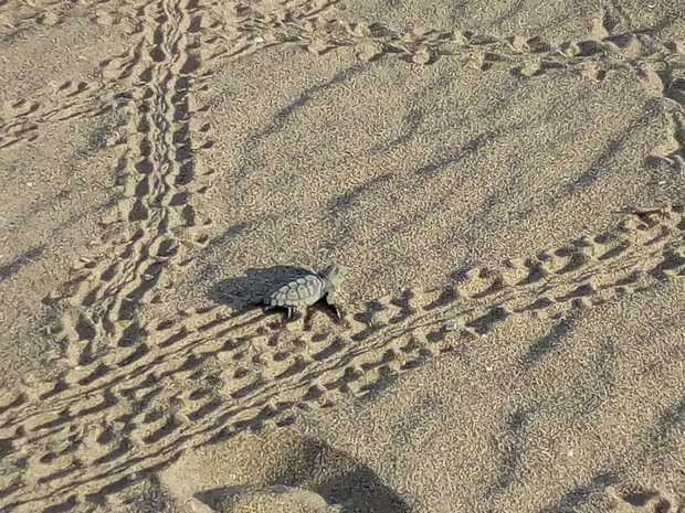 Ejemplar de tortuga boba intentando llegar al mar