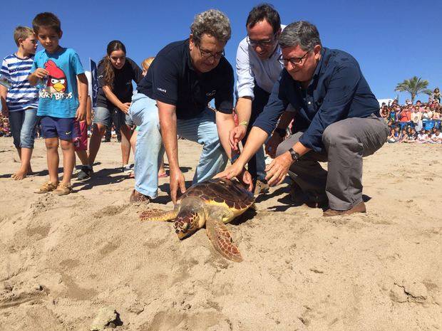 El CRAM torna cinc exemplars de tortugues recuperades de les seves lesions
