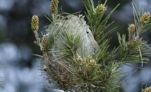 El Ajuntament de Sant Esteve implementa un tratamiento contra la processionaria del pino