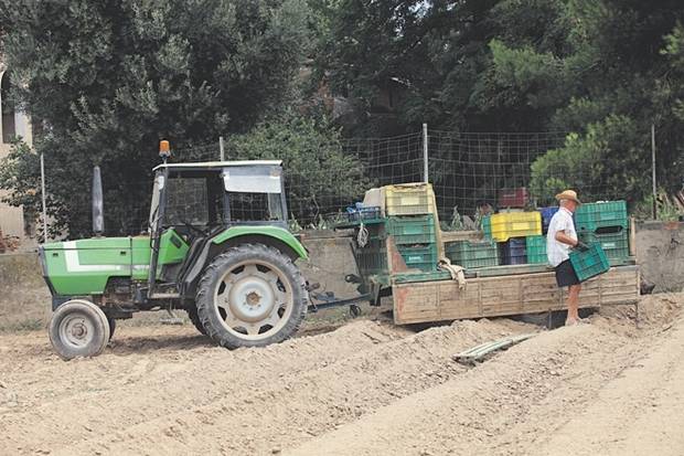 La plantada de carxofes de El Prat dóna ara una de les joies del Parc Agrari del Baix Llobregat (Foto: BCN Content Factory)