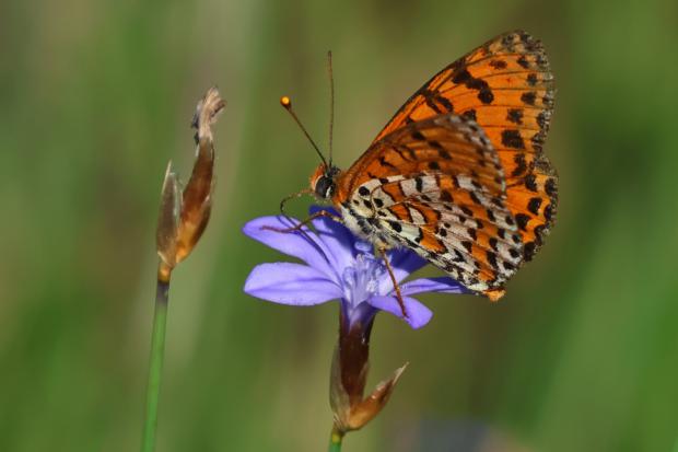 Un año récord para las mariposas: 15.206 individuos registrados en el Baix Llobregat durante 2025