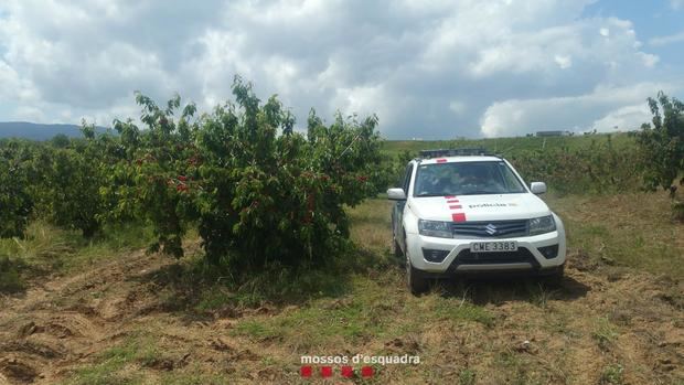 Aumenta la vigilancia rural para prevenir robos de fruta en la comarca