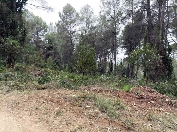 El Ayuntamiento de Castellví de Rosanes inicia las actuaciones de gestión forestal