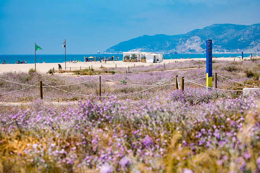 Aquesta platja de Castelldefels és un exemple de naturalització que permet recuperar l’entorn natural i el seu ecosistema