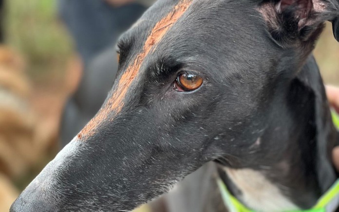 Imagen de la perrita ofrecida por la familia (Castelldefels Digital)