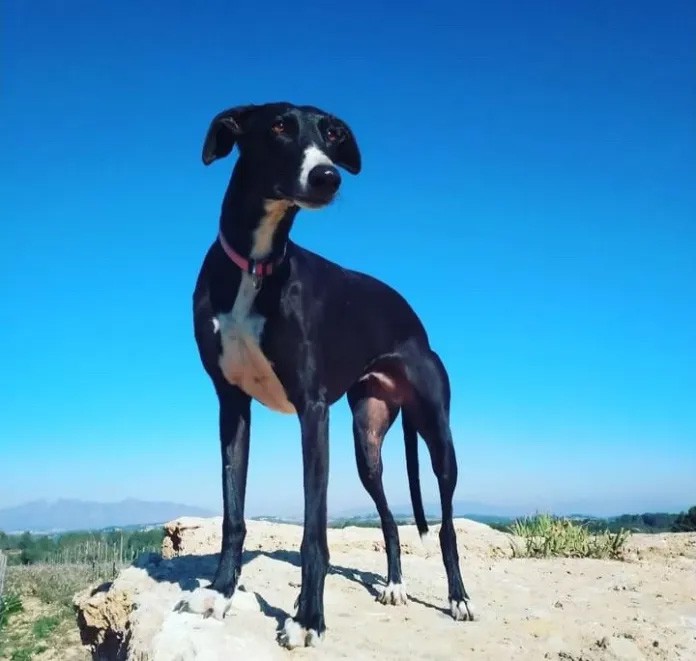 Imagen de la perrita ofrecida por la familia (Castelldefels Digital)