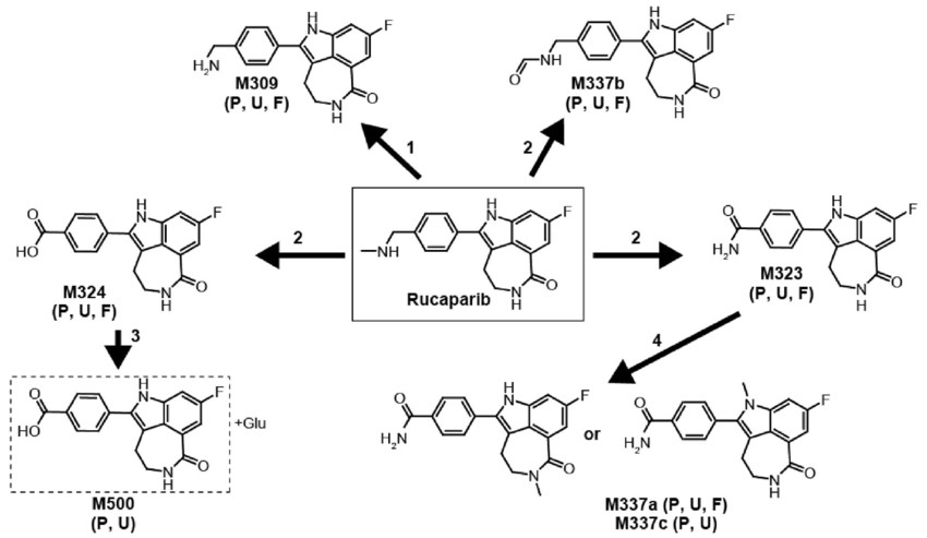 Estructura molecular del Rucaparib y su metabolismo en M324 | ResearchGate