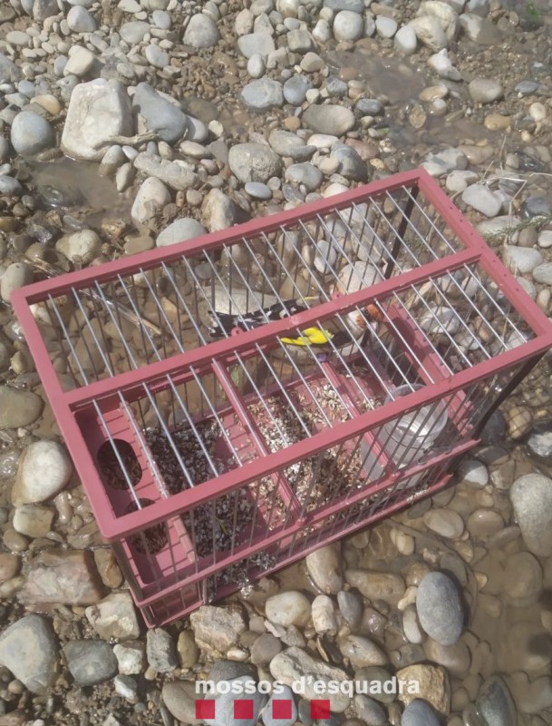 Los hombres usaban una jaula con un pájaro fringílido para atraer aves a las trampas