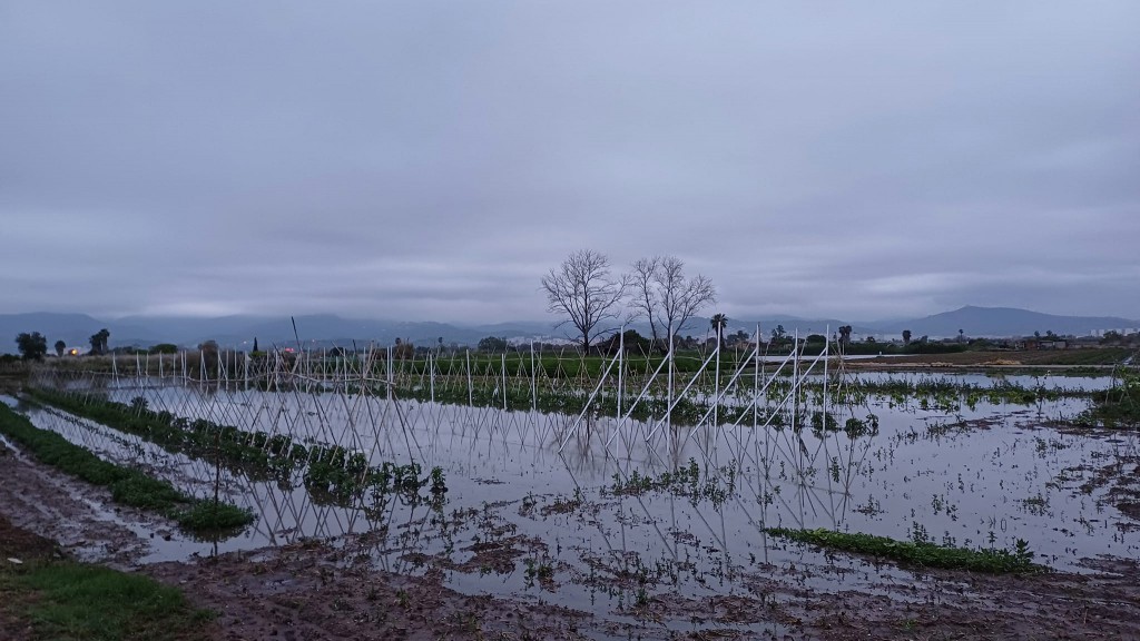 Los cultivos de Gavà inundados (Autor: Xavi Cabo, lector de El Llobregat)