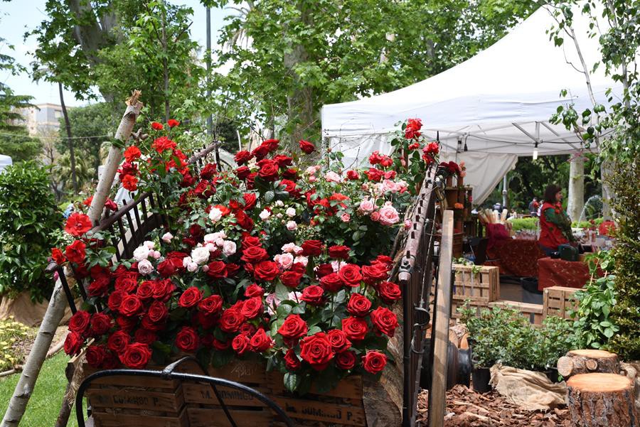 Exposición de rosas en la anterior edición de las Fiestas