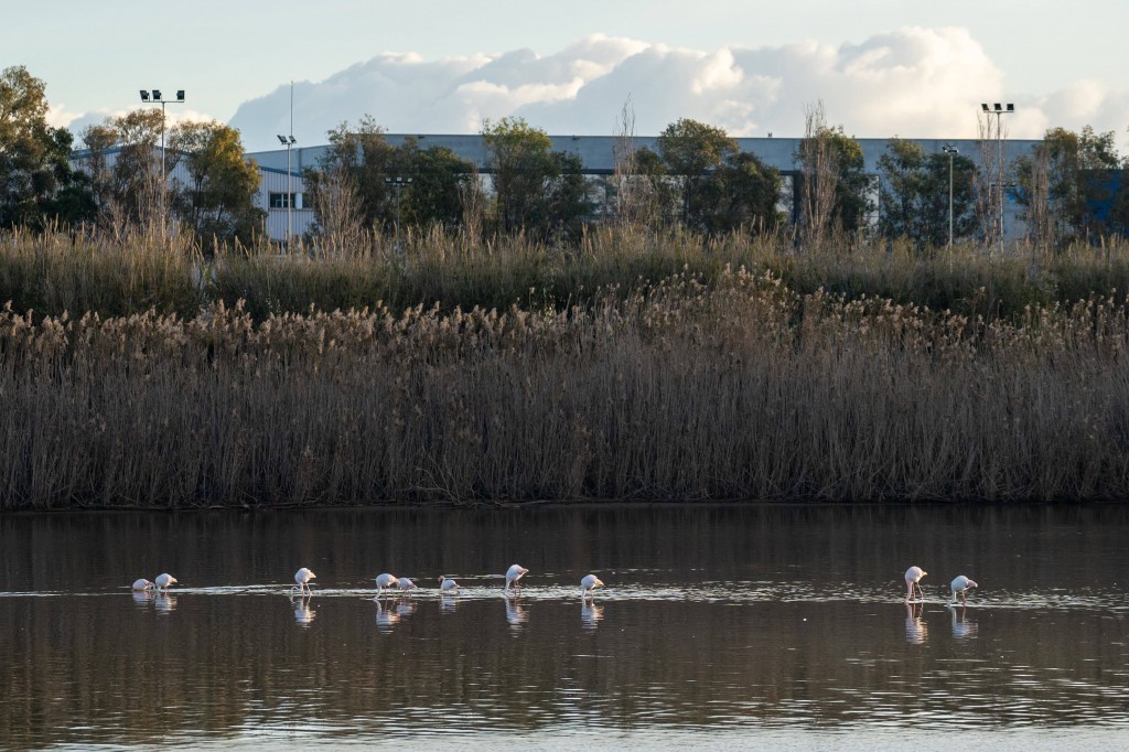 Mirador de los Flamencos (El Prat)