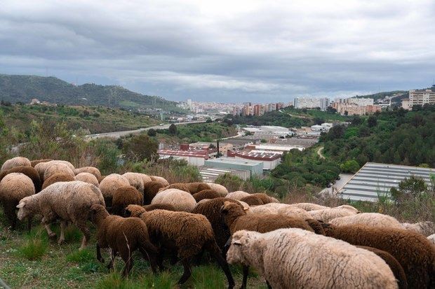 FOTO: AMB/ARAN RODRÍGUEZ