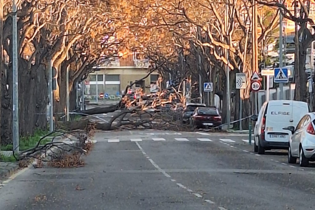 Árboles caídos en Viladecans