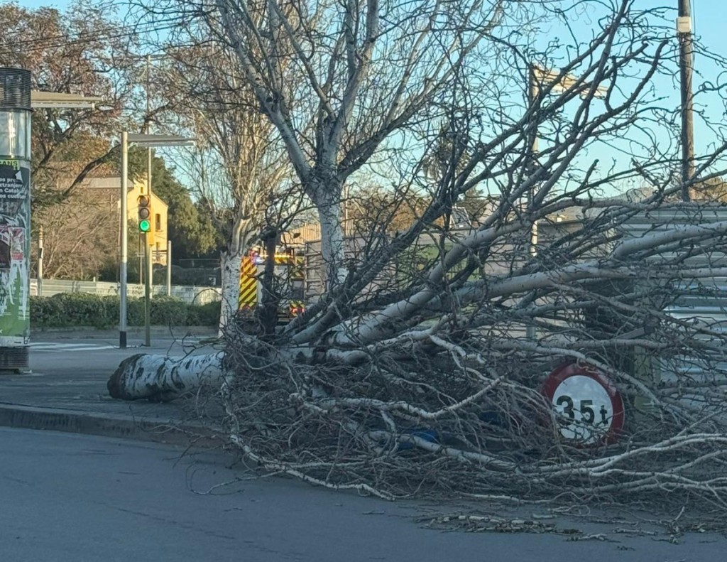 Árbol caído en la rotonda del antiguo hospital comarcal de Sant Boi