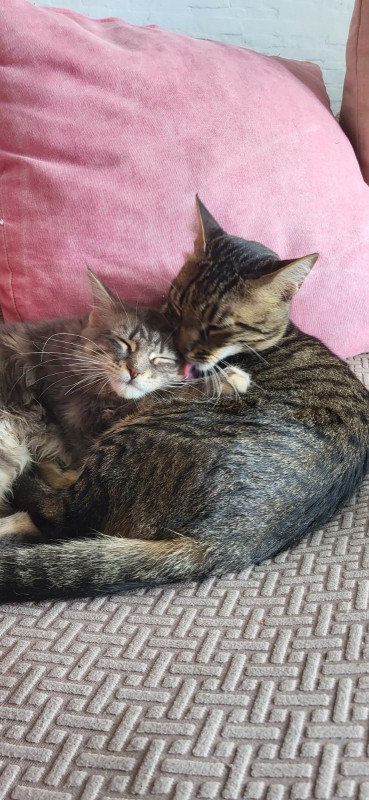 Paco lamiendo a Arya