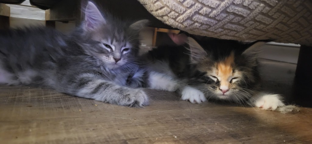 Arya y Samsa