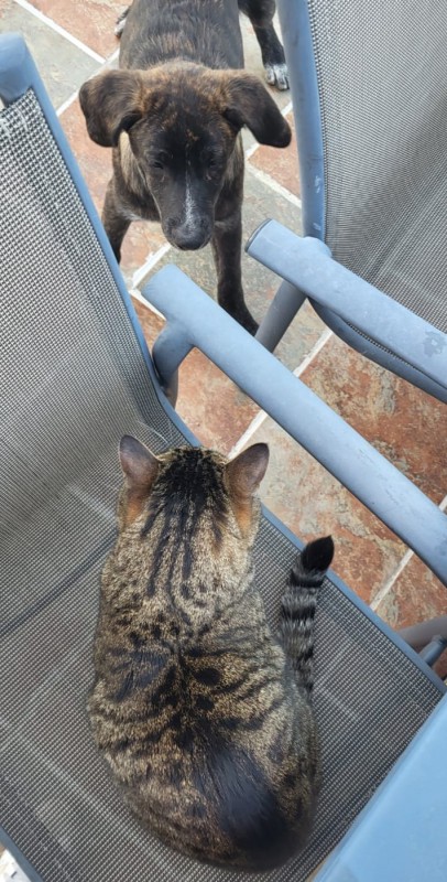 La perra Ayka y el gato Paco