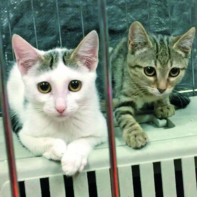 Gatitos esperando para ser adoptados