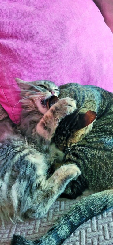 La gata Arya jugando con el gato Paco