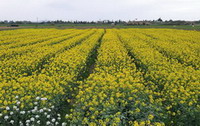 Campos de cultivo en Gavà (Foto: Xavi Cabo)